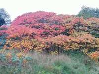 Hundeauslaufgebiet-Heide Klosterhardt-Nord, kleine Wiese-Bild