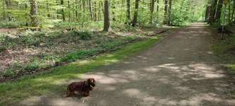 Hundeauslaufgebiet-Schloss Clemenswerth Sögel-Bild