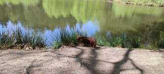 Hundeauslaufgebiet-Schloss Clemenswerth Sögel-Bild
