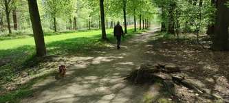 Hundeauslaufgebiet-Schloss Clemenswerth Sögel-Bild