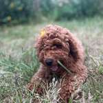 Ersteller:in Lena Profilbild