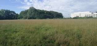 Hundeauslaufgebiet-Teilumzäunte Wiese-Bild