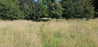 Hundeauslaufgebiet-Teilumzäunte Wiese-Bild