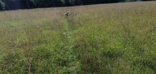 Hundeauslaufgebiet-Teilumzäunte Wiese-Bild