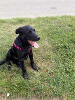 Welpen und katzen-Beitrag-Bild