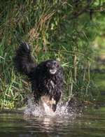 Hundeauslaufgebiet-Wehr Fritzlar-Bild