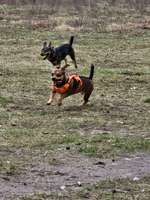 Hundeauslaufgebiet-Drewitz Hundewiese-Bild