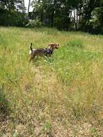 Hundeauslaufgebiet-Drewitz Hundewiese-Bild