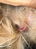 Grasmilben an der Vulva-Beitrag-Bild