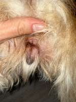 Grasmilben an der Vulva-Beitrag-Bild