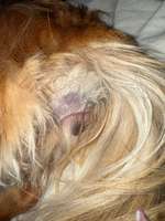 Grasmilben an der Vulva-Beitrag-Bild