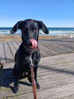 Hundeauslaufgebiet-Hundestrand Haffkrug-Bild