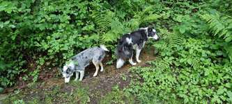 Hundeauslaufgebiet-Kleiner Schwelmer Wald-Bild