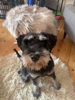 Gassiservice gesucht-Beitrag-Bild