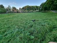 Hundeauslaufgebiet-Teichwiese-Bild