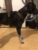 Hundegeschirr-Beitrag-Bild