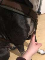 Hundegeschirr-Beitrag-Bild