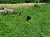 Hundeauslaufgebiet-Grüner See-Bild