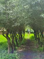 Hundeauslaufgebiet-Grüner See-Bild