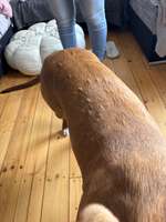 Beulen auf dem Rücken-Beitrag-Bild