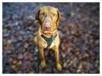 Fotochallenge sabbernder Hund-Beitrag-Bild