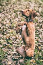 Fotochallenge bettelnder Hund!-Beitrag-Bild