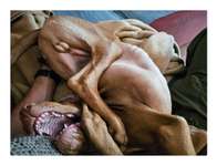 Foto Challenge Thema "Gummihund😁"-Beitrag-Bild