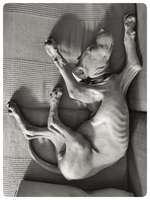 Foto Challenge Thema "Gummihund😁"-Beitrag-Bild