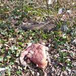 Warum Kadaver im Wald entsorgen?-Beitrag-Bild