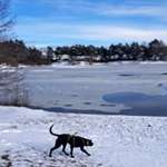 Hundeauslaufgebiet-Baggersee-Bild