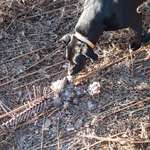 Warum Kadaver im Wald entsorgen?-Beitrag-Bild