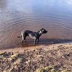 Hundeauslaufgebiet-Am Friedhof-Bild