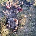 Warum Kadaver im Wald entsorgen?-Beitrag-Bild