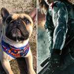 Wie heißt dein Hund?-Beitrag-Bild