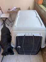 Hundetransportbox Bracco Travel 8 für große Hunde-Beitrag-Bild