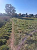 Hundeauslaufgebiet-Wiese-Bild