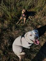 Hundeauslaufgebiet-Wiese-Bild