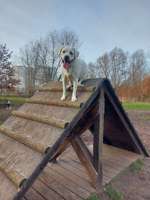 Hundeauslaufgebiet-Hundeplatz Babelsberg-Bild