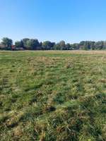 Hundeauslaufgebiet-Wiese-Bild