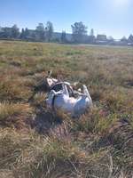 Hundeauslaufgebiet-Wiese-Bild