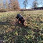 Hundeauslaufgebiet-Schönauer Lachen-Bild
