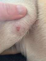 Hubbel unter der Haut//was könnte das sein?-Beitrag-Bild