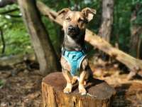 Patellaluxation-Beitrag-Bild