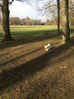 Hundeauslaufgebiet-Huthpark-Bild