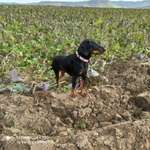 Ersteller:in Klaus Profilbild