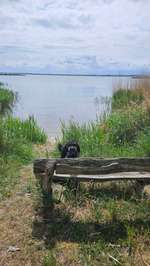 Hundeauslaufgebiet-Mini Badestelle nahe Karnin am Haff-Bild