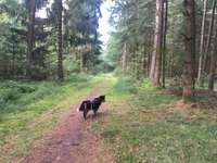 Hundeauslaufgebiet-Heseler Wald-Bild