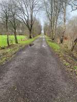 Hundeauslaufgebiet-Königsmoor-Bild