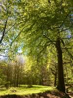 Hundeauslaufgebiet-Heseler Wald-Bild