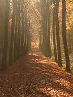 Hundeauslaufgebiet-Stikelkamperwald-Bild